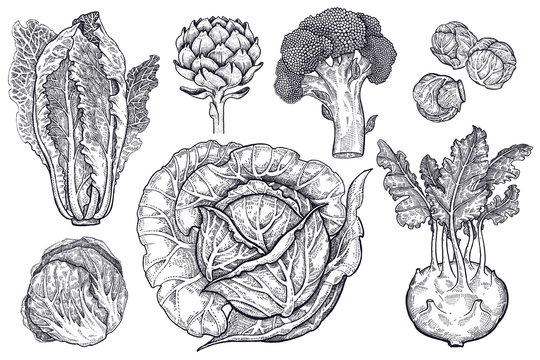 Various types of cabbage black and white graphics.