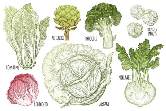 Various types of cabbage color graphics.