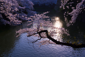 桜・千鳥ヶ淵