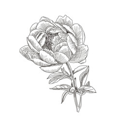Hand drawn sketch flower peony closeup. Summer flower in Botanical style. Card or invitation for your design. Vector illustration isolated on white background.