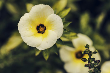 yellow flower and fresh in garden