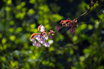 桜・クローズアップ