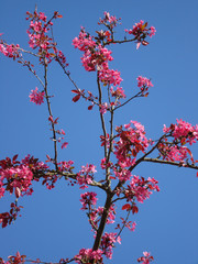 Rote Blüten einer Zierkirsche