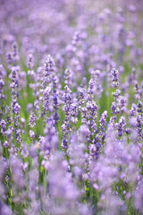 Fototapeta na wymiar A lot purple flowers on long thin stems among meadow grasses.