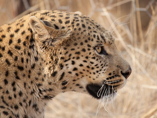 Leopardo