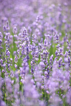 Fototapeta A lot purple flowers on long thin stems among meadow grasses.