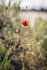 Red wild poppies on green glade.