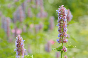 Obraz premium Prunella (Self-Heal) Flower