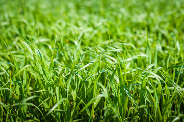 Green grass bright and juicy on the field.