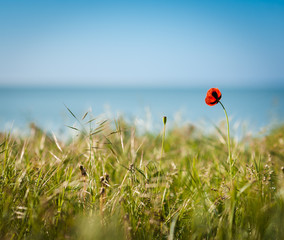 Red wild poppies on green glade.