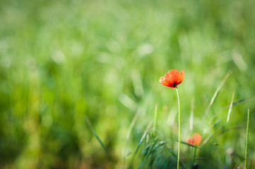 Red wild poppies on green glade.