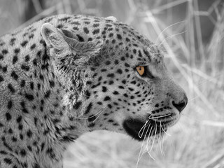 Leopardo © Gianfranco Bella