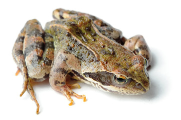 Brown Frog Isolated