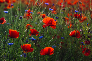 Wind blows red poppies and blue wild flowers on green field