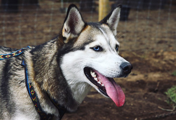 Close up of Siberian husky dog with blue eyes looking ahead