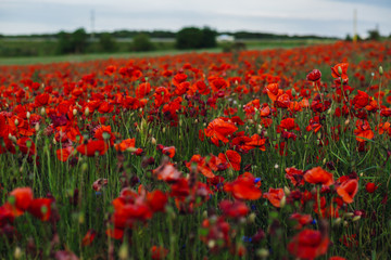 Field of tender red poppies