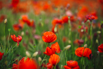 Field of tender red poppies