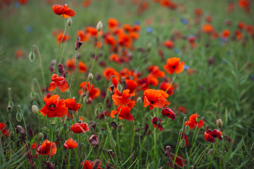 Fototapeta na wymiar Red poppies and buds raise over pastel green grass