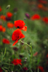 Close-up of red poppy with black centre