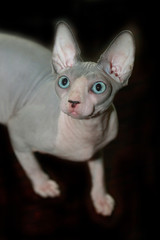 sphinx hairless cat