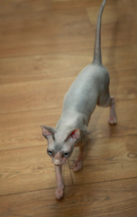 sphinx hairless cat