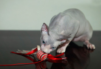 sphinx hairless cat
