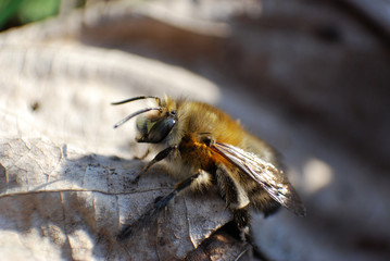 Wasp flies on dry leaf on sunny day