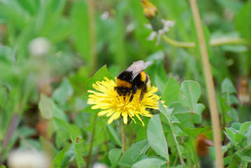 Bumble Bee on dandelion flower in springtime. Collecting nectar
