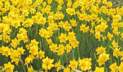 Spring blooming yellow daffodils or narcissuses. Natural floral background