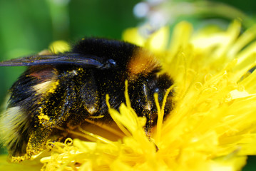 Bumble Bee on dandelion flower in springtime. Collecting nectar
