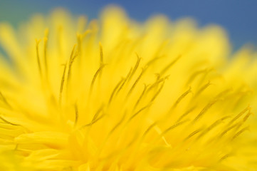 Macro shot of dandelion flower in springtime. 
