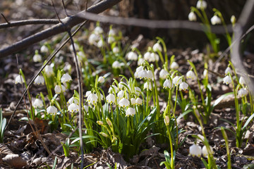 Almost million of blooming Leucojum vernum, spring snowflakes in New Castle, Kostelec nad Orlici, Czech republic, 4th of March, 2017