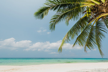 Obraz na płótnie Canvas Beautiful tropical beach with coconut tree palm