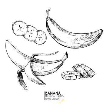 Vector hand drawn set of exotic fruits. Ioslated banana. Engraved art. Delicicous tropical vegetarian objects.