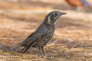 Birds in Nature,Chestnut-bellied Rock-thrush (Monticola rufiventris)