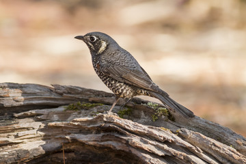 Birds in Nature,Chestnut-bellied Rock-thrush (Monticola rufiventris)