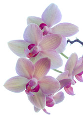 Flowering stem of a Cymbidium or Boat orchid, Cornwall, England, UK.