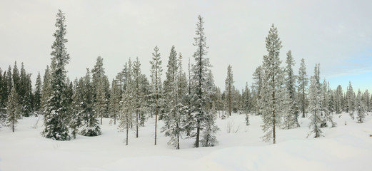 Winter panorama of snow covered fir trees.