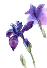 Hand drawn watercolor irises isolated on white background. Floral birthday card.