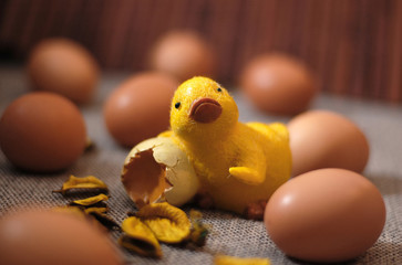 Eggs chicken focus