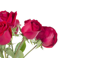 Fototapeta premium Red rose on the white background
