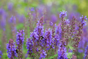 Salvia Flowers