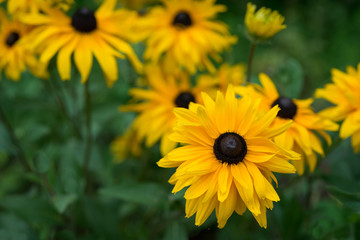 Rudbeckia Yellow Flowers