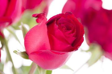 Red rose flower closeup in studio