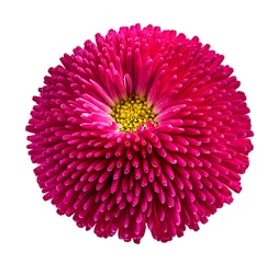 Peel and stick wall murals Gerbera gerbera daisies isolated on white