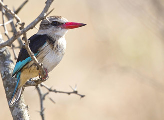 Brown Headed Kingfisher