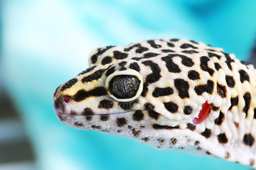 Fototapeta premium Close-up of Cute leopard gecko (eublepharis macularius) on blue background