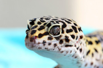 Close-up of Cute leopard gecko (eublepharis macularius) on blue background
