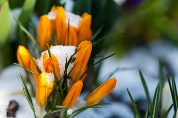 Blooming crocus in the snow