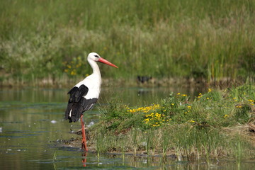 Cigogne blanche